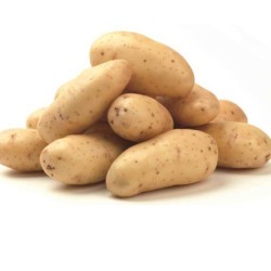 Patate della Sila varietà Agria a pasta gialla