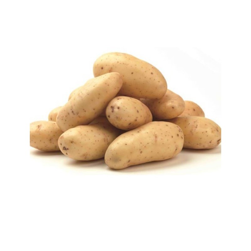 Gelbfleischkartoffeln der Sorte Sila Agria
