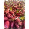 Oignon rouge de Tropea IGP - 6 kg