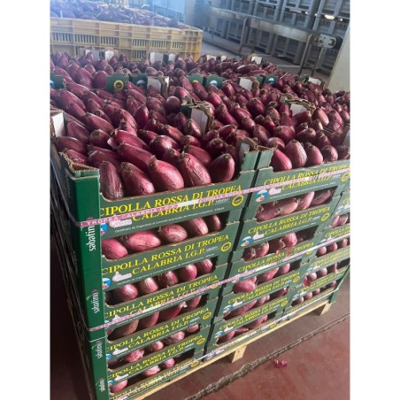 Oignon rouge de Tropea IGP - 6 kg