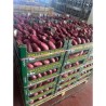 Oignon rouge de Tropea IGP - 6 kg